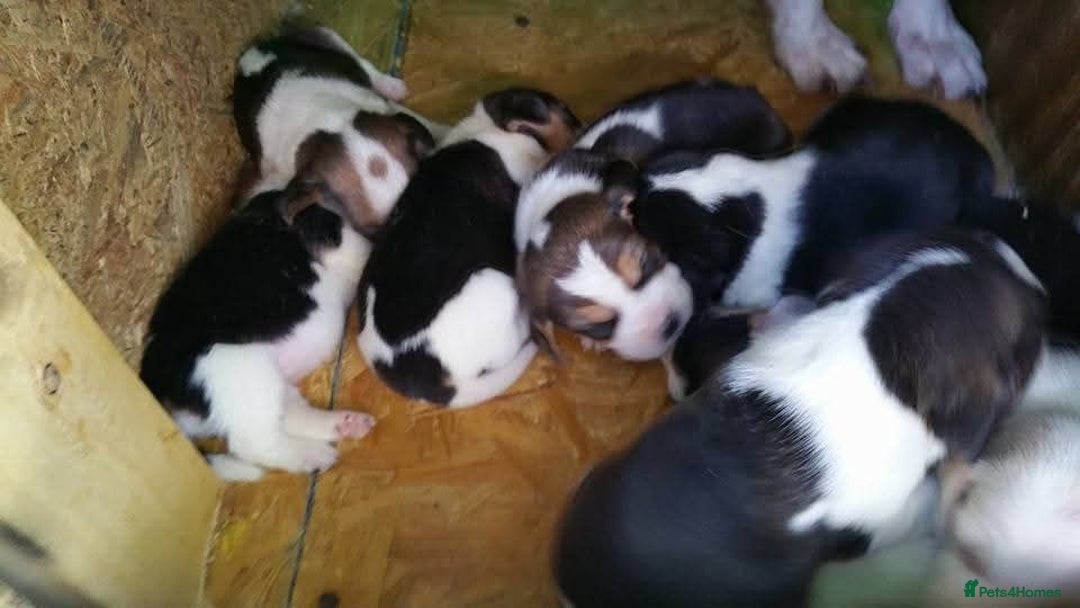 Beagle dogs for sale: Pedigree Beagle Puppies for Sale – Healthy - Image 8