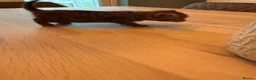 Mixed Breed cats for sale: Domestic shorthair (Tabby) Kittens  in Wisbech - Advert 13