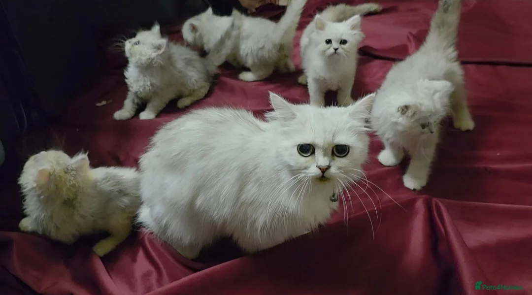 Persian cats for sale: Chinchilla Persian Kittens For Sale - Advert 1
