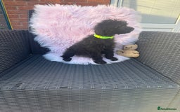 Mixed Breed dogs for sale: Shipoo puppies Shiba x poodle available  - Image 7