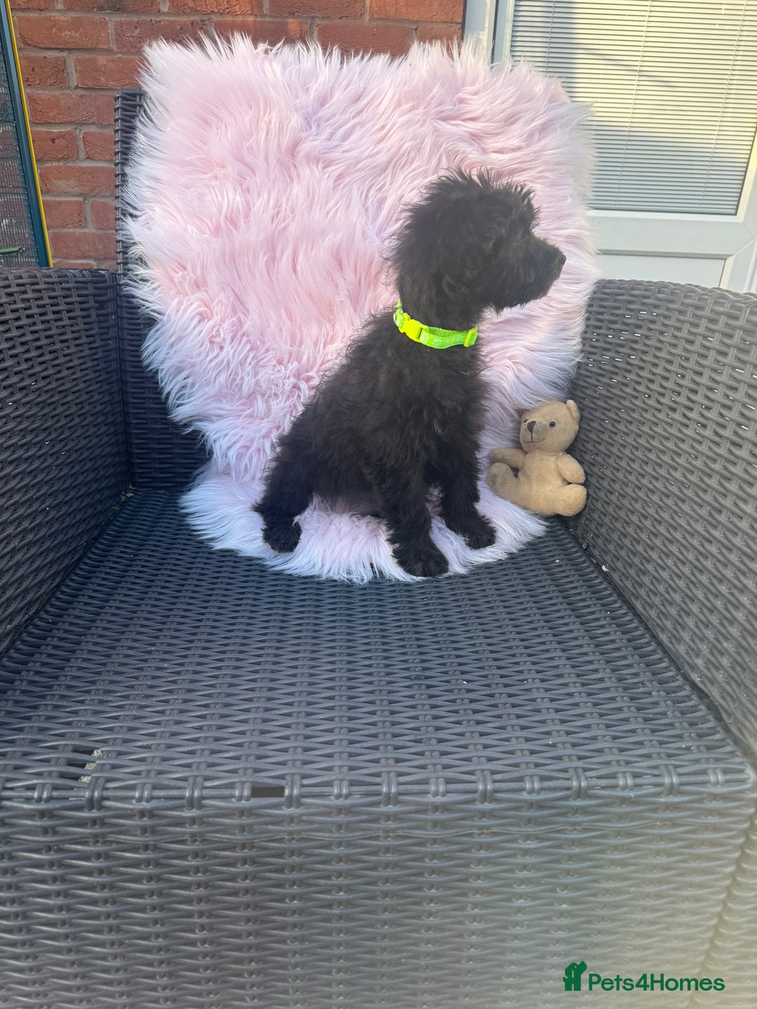 Mixed Breed dogs for sale: Shipoo puppies Shiba x poodle available  - Image 7