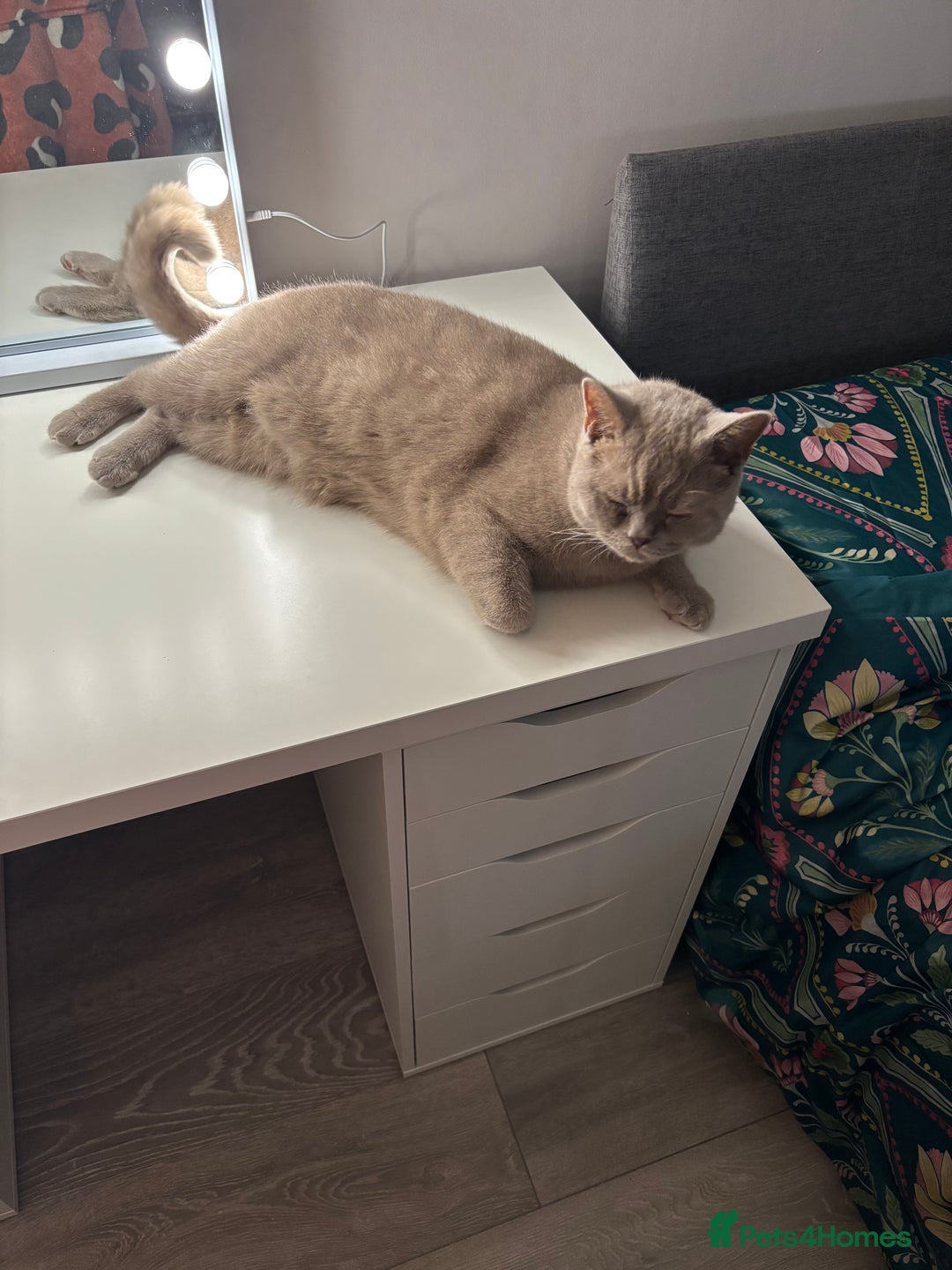 British Shorthair cats for sale: Stunning 2-Year-Old Male Lilac British Shorthair - Image 9