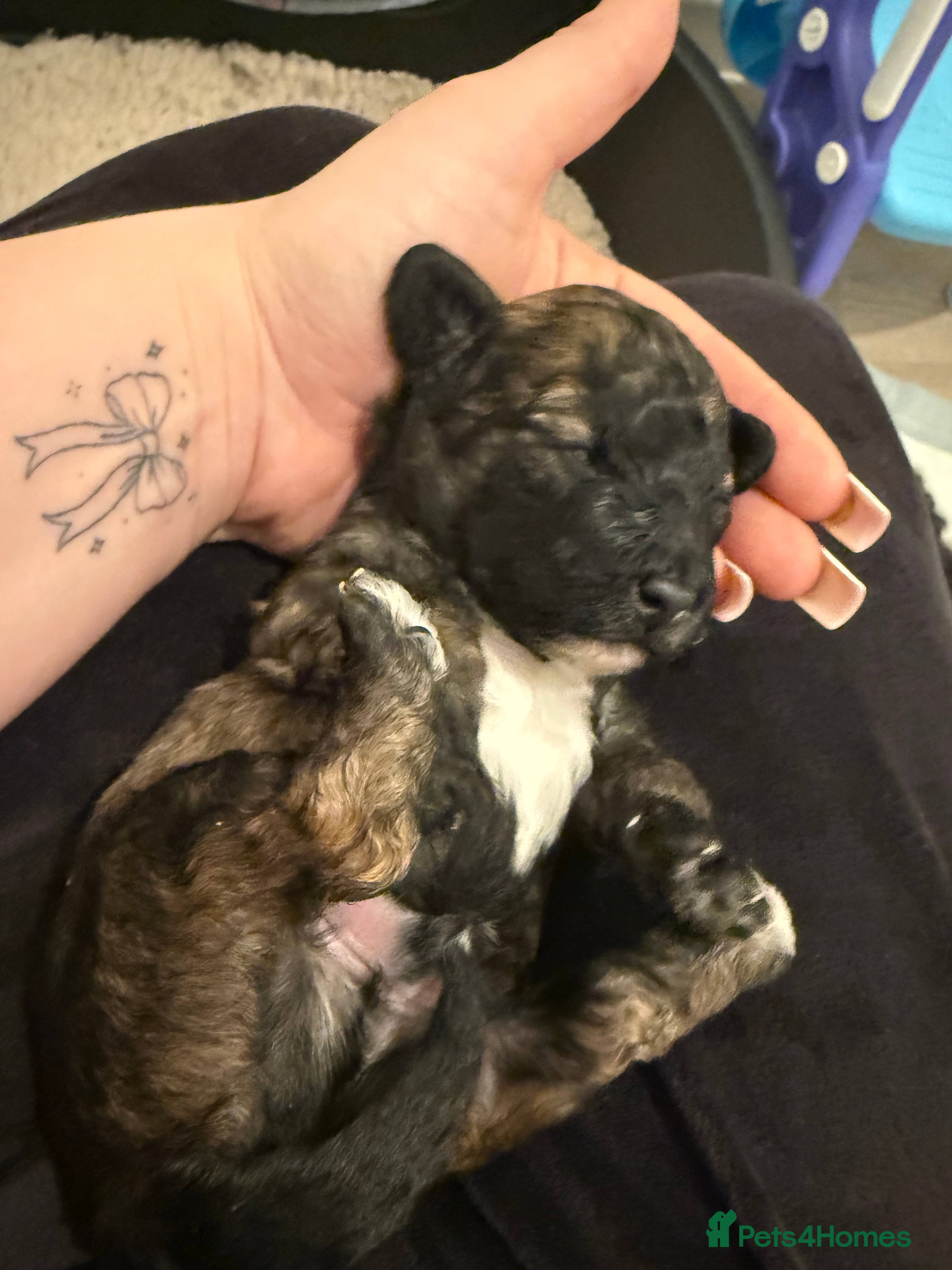 Poochon dogs ‼️ONLY SABLE BOY LEFT be quick  ‼️  - Advert 3