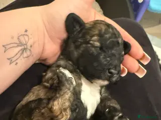 Poochon dogs ‼️ONLY SABLE BOY LEFT be quick ‼️ - Advert 3