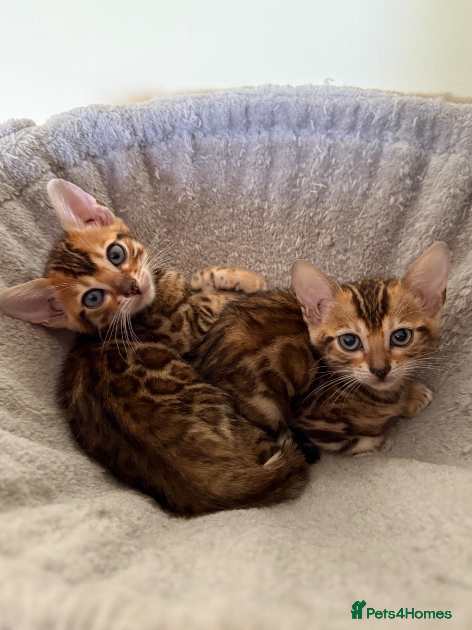 Bengal cats TICA 🐾 Health Tested Bengal kittens 🐆  - Advert 2
