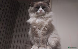 Ragdoll cats for sale: Male bluepoint ragdoll  - Image 9