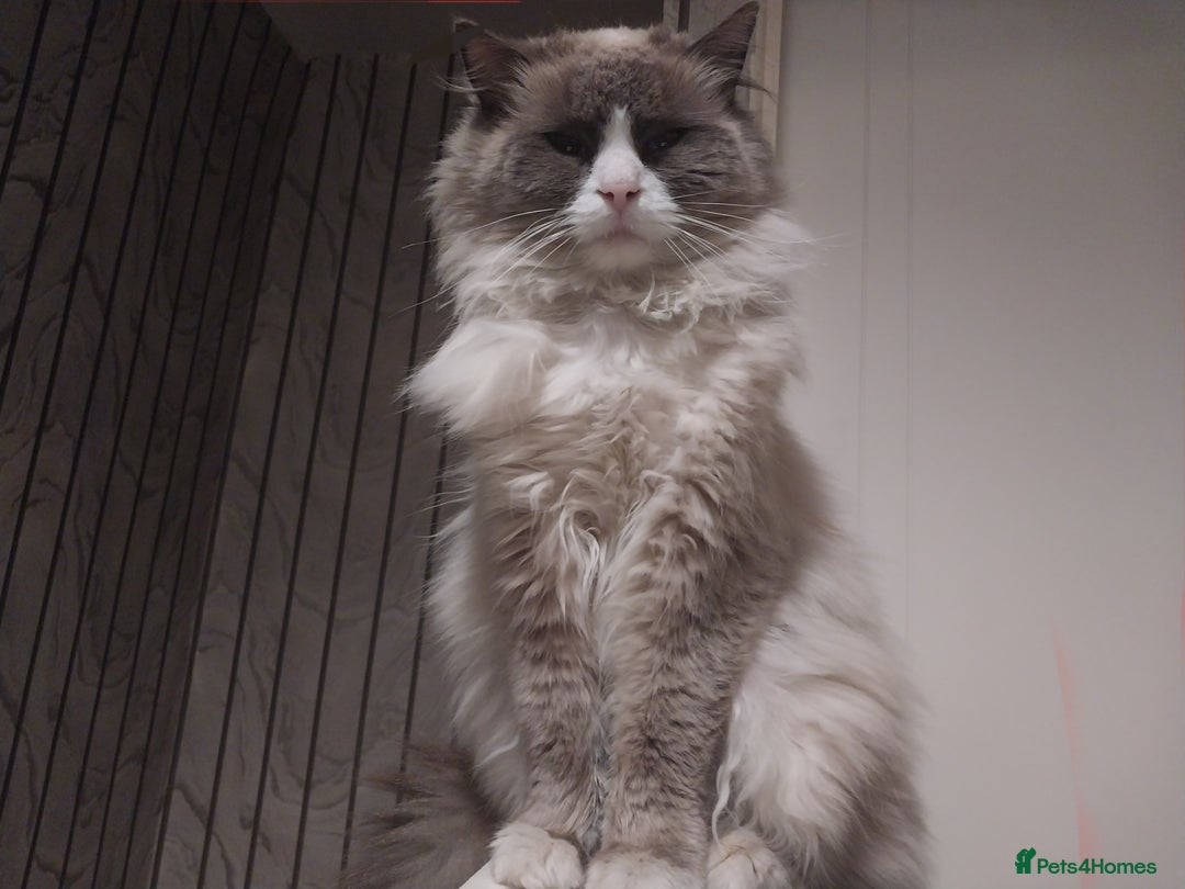 Ragdoll cats for sale: Male bluepoint ragdoll  - Image 9