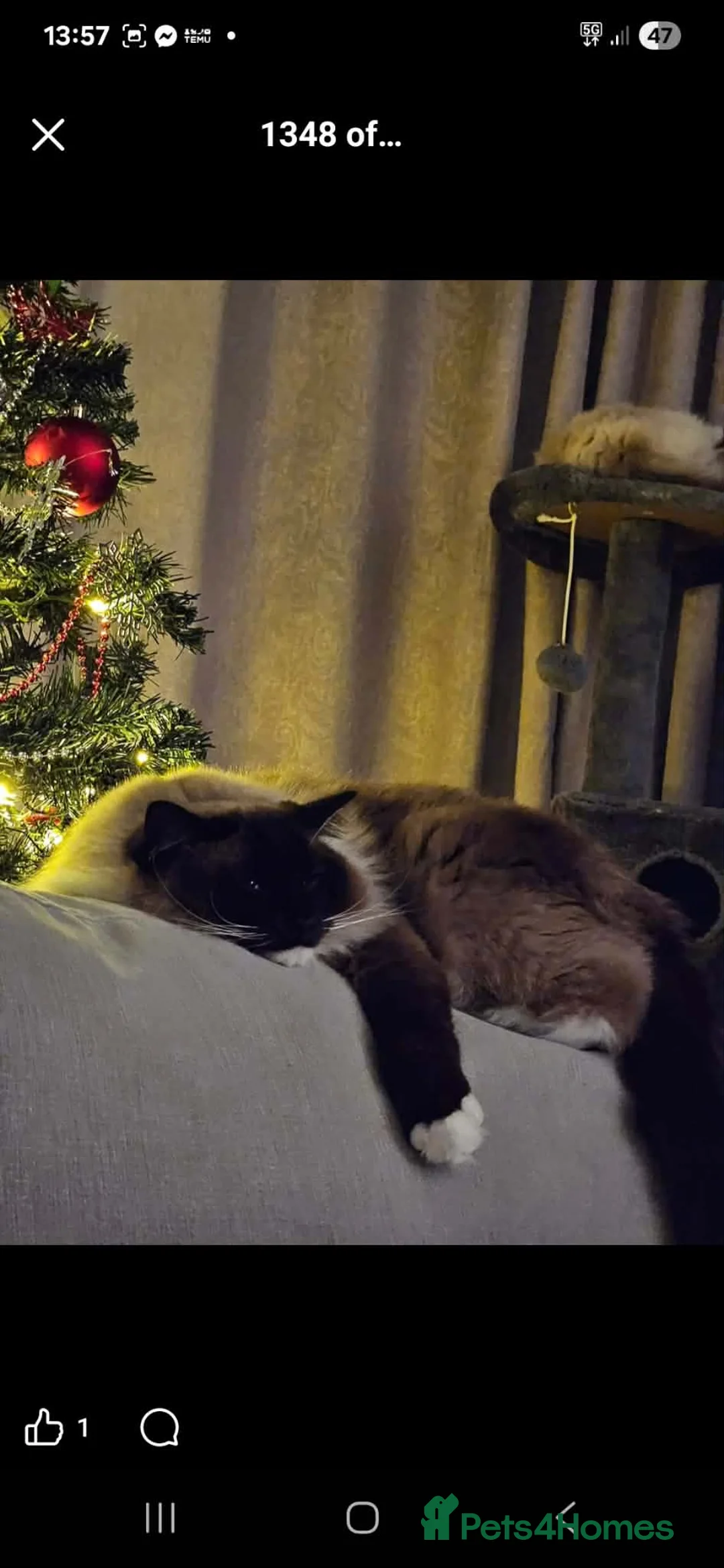 Ragdoll cats for sale: Seal mitted ragdoll - Advert 3