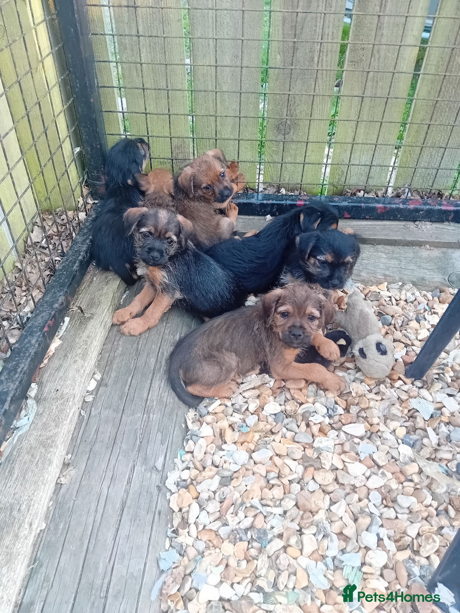 Border Terrier dogs Border terrier puppies  - Advert 2