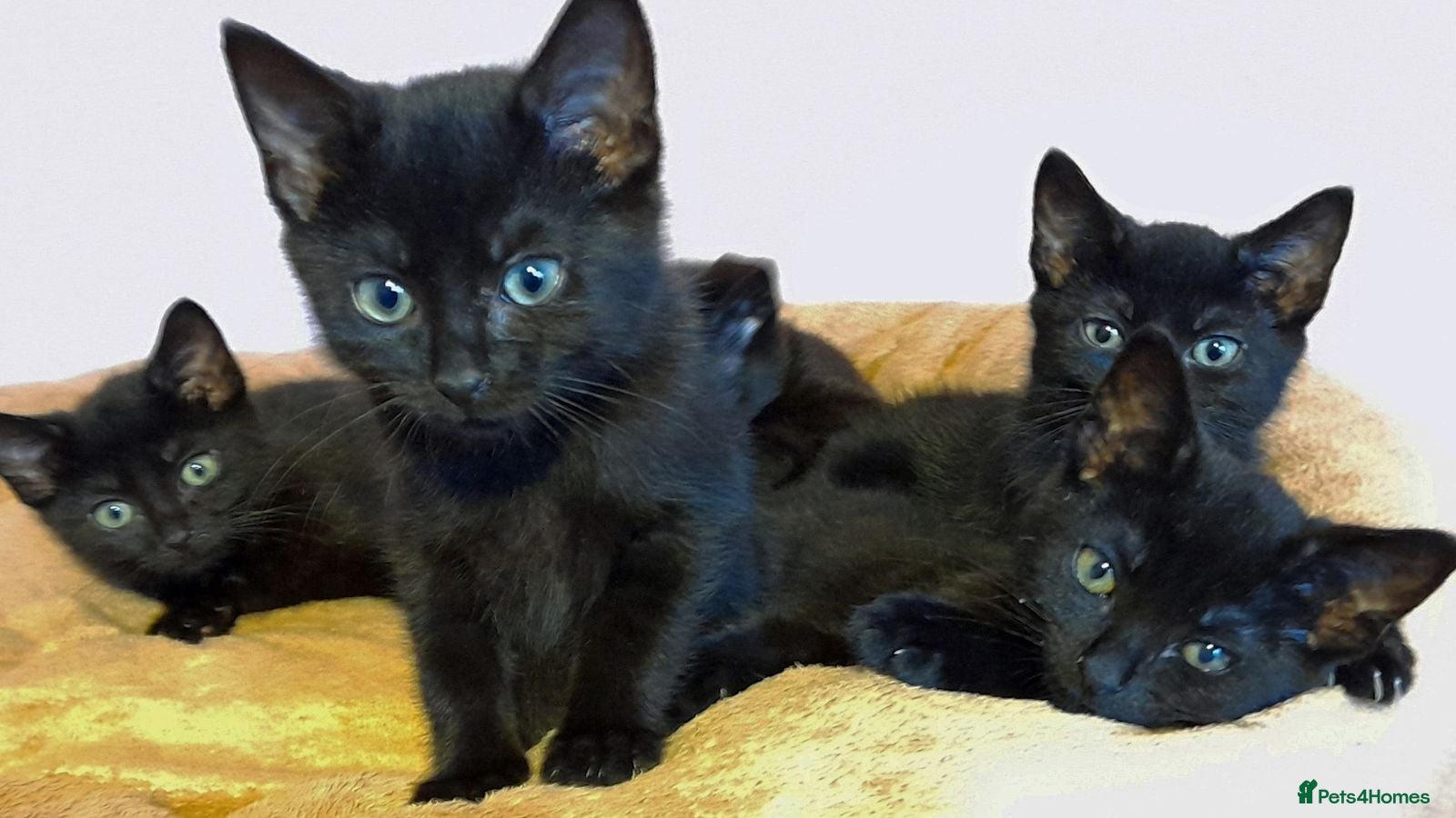 Mixed Breed cats 5 black kittens 1 with 4 white feet - Advert 2