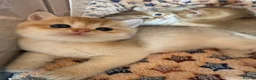 British Shorthair cats for sale: Lovely golden BSH & BLH kittens - Advert 17