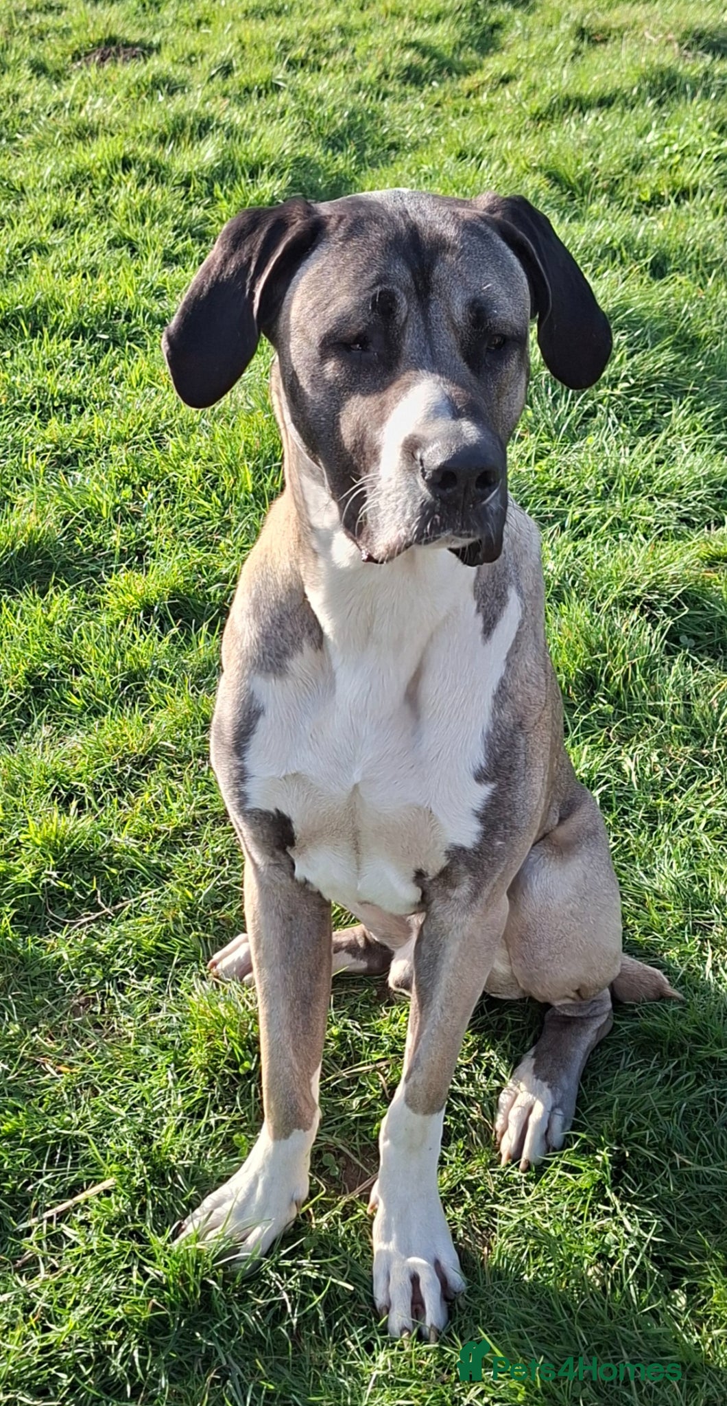 Mixed Breed dogs Beautiful Kangal x Alabai x Bully Kutta - Advert 9