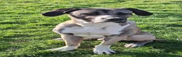 Mixed Breed dogs for sale: Beautiful Kangal x Alabai x Bully Kutta - Advert 1