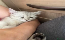 Scottish Fold cats for sale: Scottish fold - Image 3