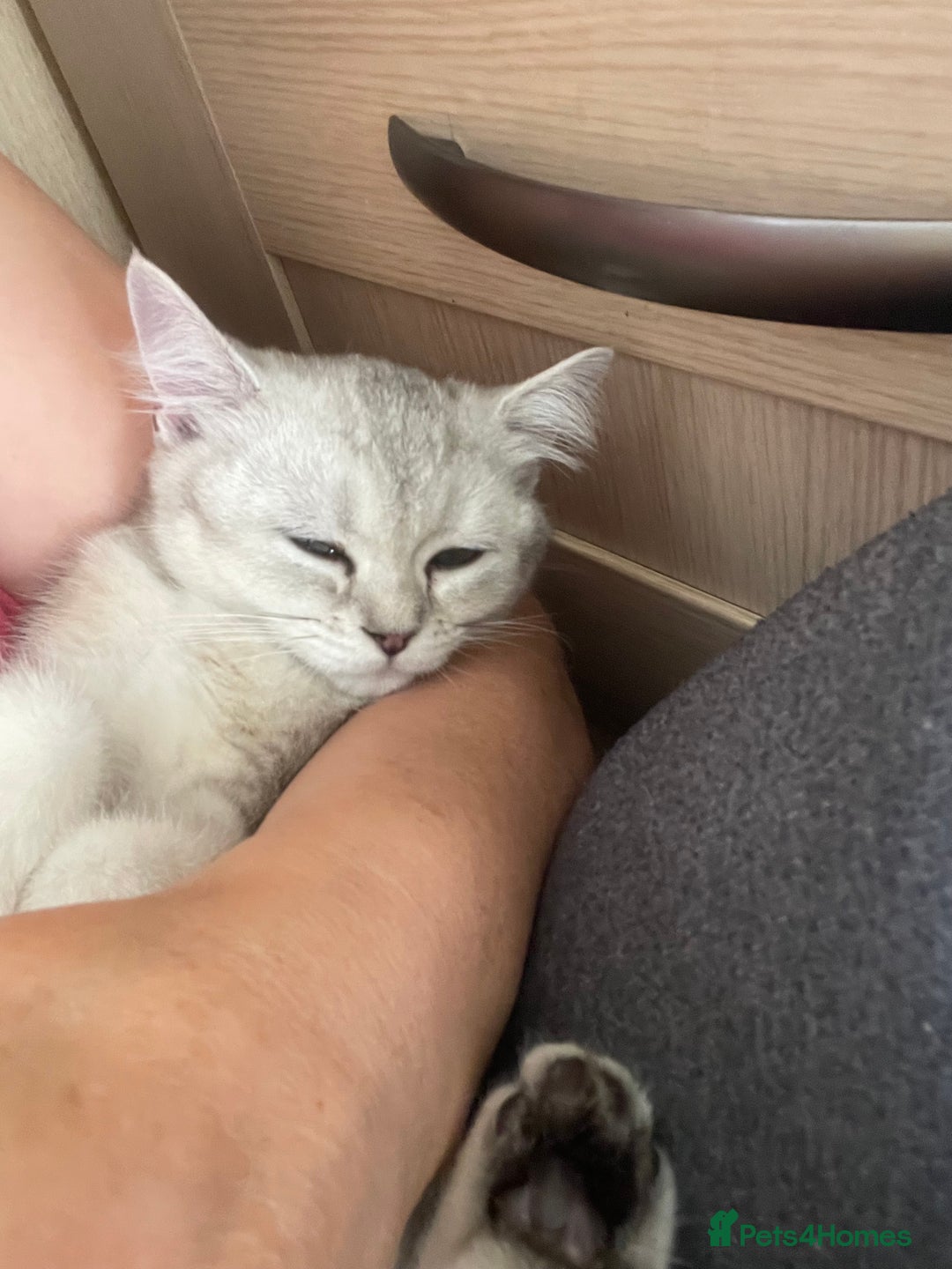 Scottish Fold cats for sale: Scottish fold - Image 3