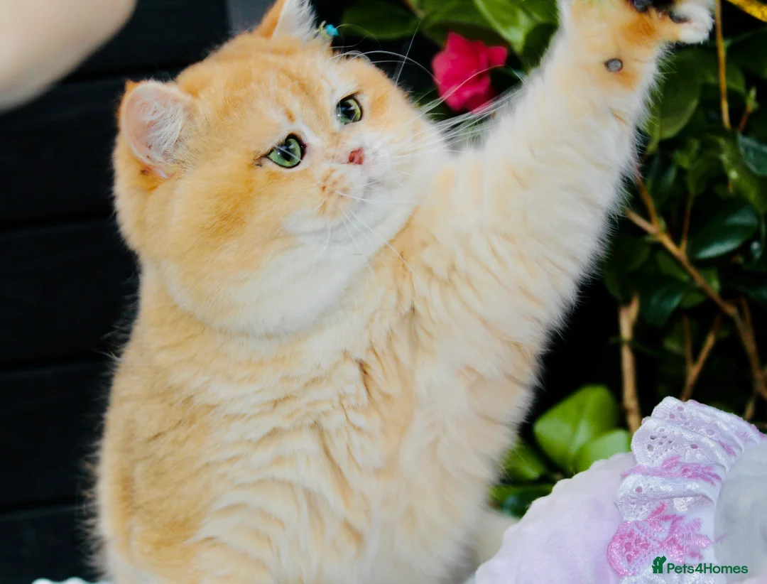 British Shorthair cats for stud: Gorgeous boy For Stud ny12, Longhair gens in Northampton - Advert 2