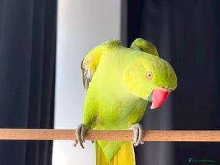 Parrots birds Baby ring neck talking parrot - Advert 2