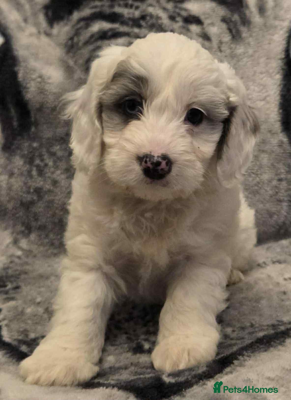 Cockapoo dogs F1 Merle cockerpoo  - Advert 1