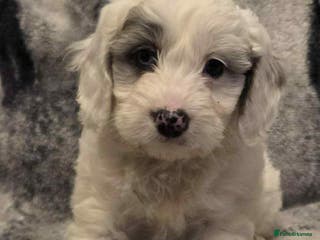 Cockapoo dogs F1 cockerpoo - Advert 2