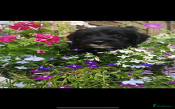 Sproodle dogs for sale: F1 Miniature Sproodles from Health Tested Parents. - Image 26
