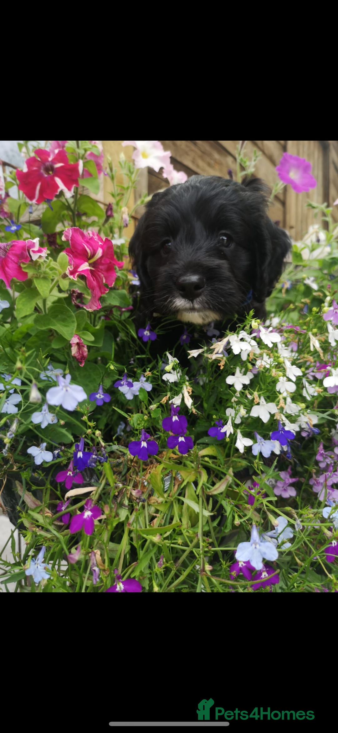 Sproodle dogs for sale: F1 Miniature Sproodles from Health Tested Parents. - Image 26