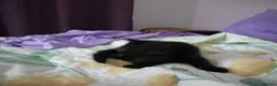 Mixed Breed cats for sale: BEAUTIFUL KITTENS FOR SALE in Romford - Advert 3