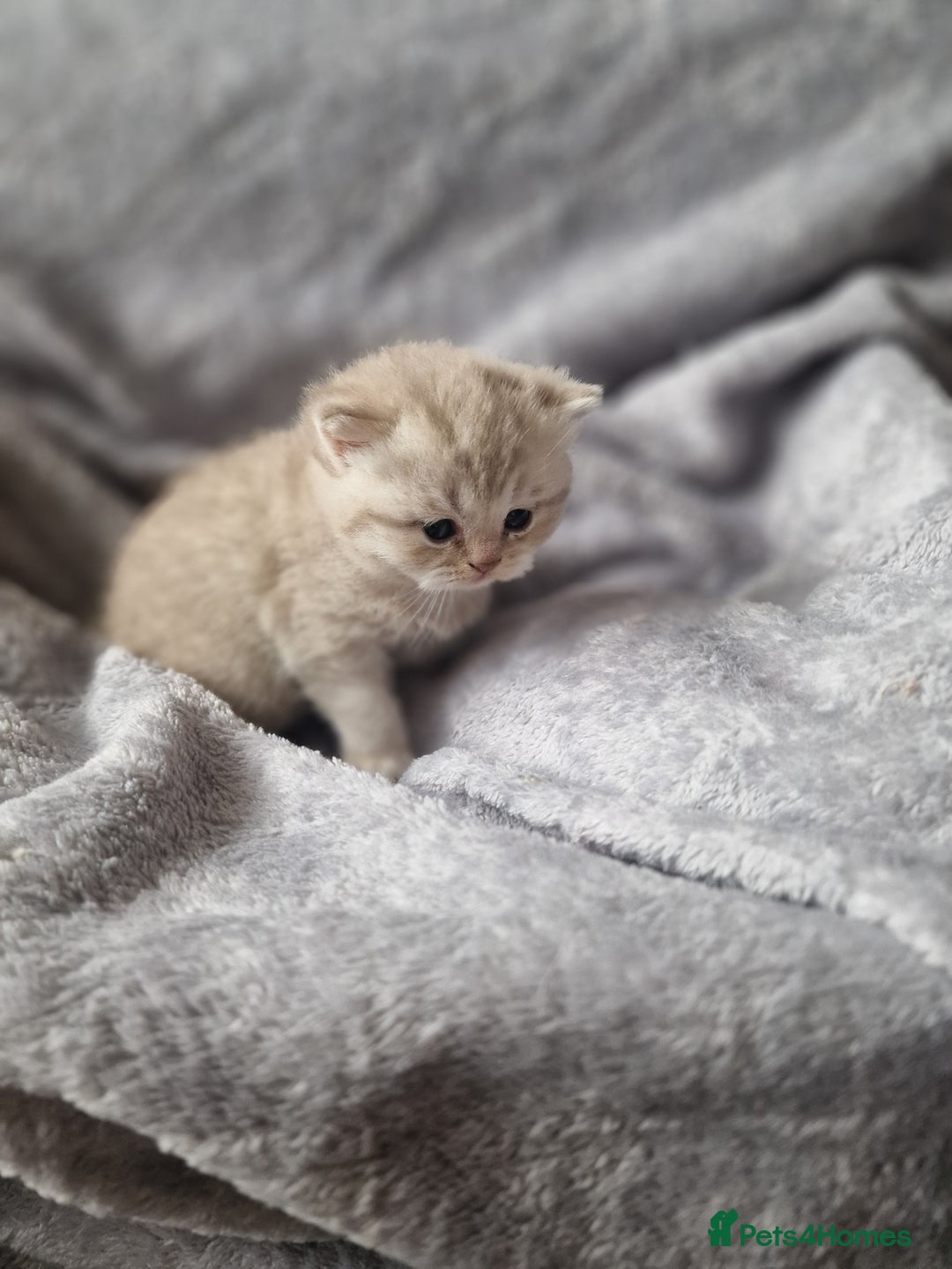 Scottish Fold cats for sale: Stunning TICA Registered Babies in Bolton - Image 16
