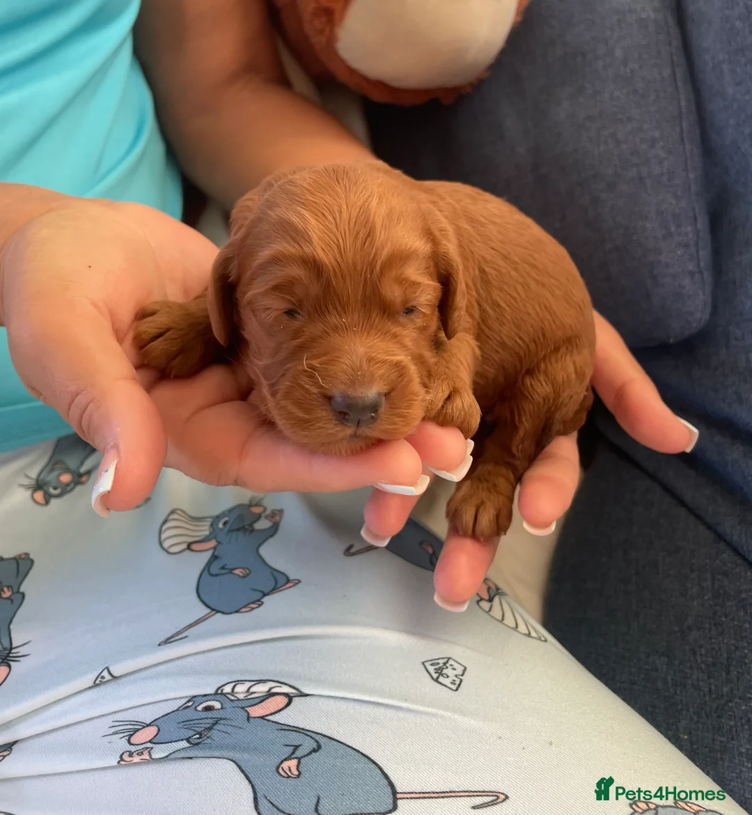 Cockapoo dogs for sale: Litter ready end of April message for details  - Advert 2