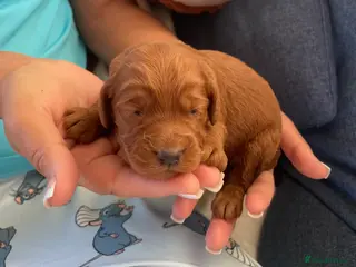 Cockapoo dogs Litter ready end of April message for details - Advert 2