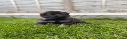 German Shepherd dogs for sale: 🐾 German Shepherd Puppies – ready 18th July - Advert 20