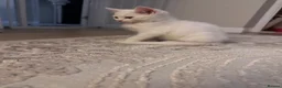 Mixed Breed cats for sale: Half Persian kittens  - Advert 7