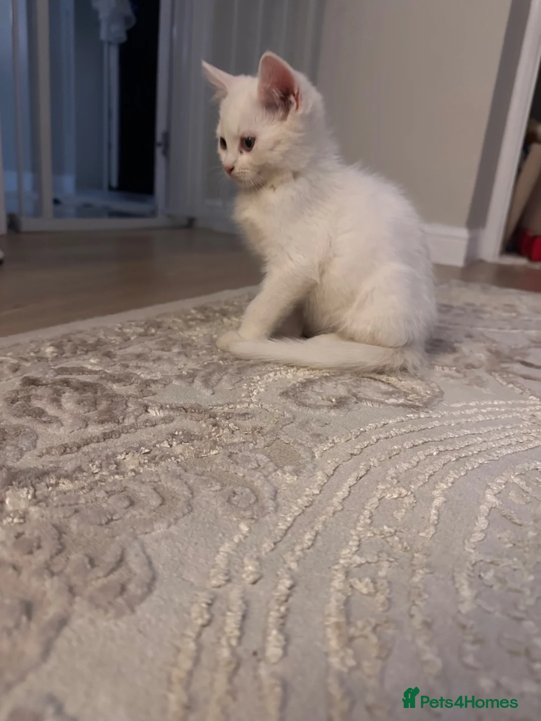 Mixed Breed cats for sale: Half Persian kittens  - Advert 7