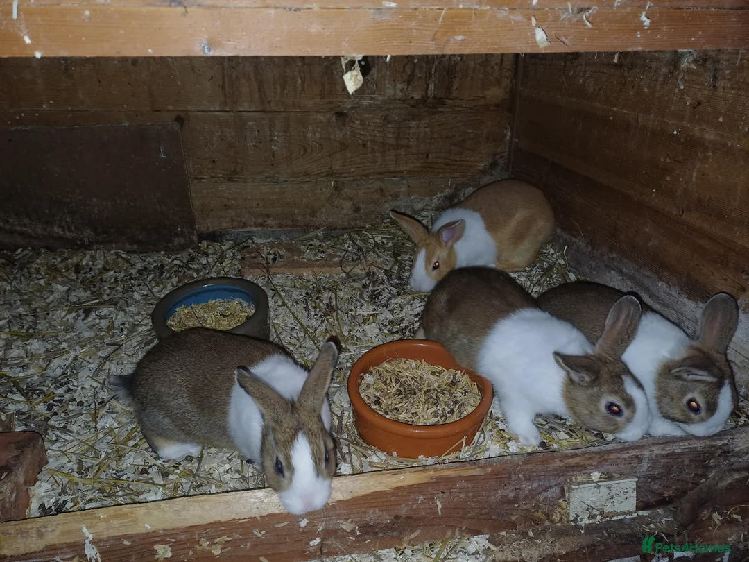Dutch rabbits for sale: Dutch in brown grey and yellow in Newark - Advert 2