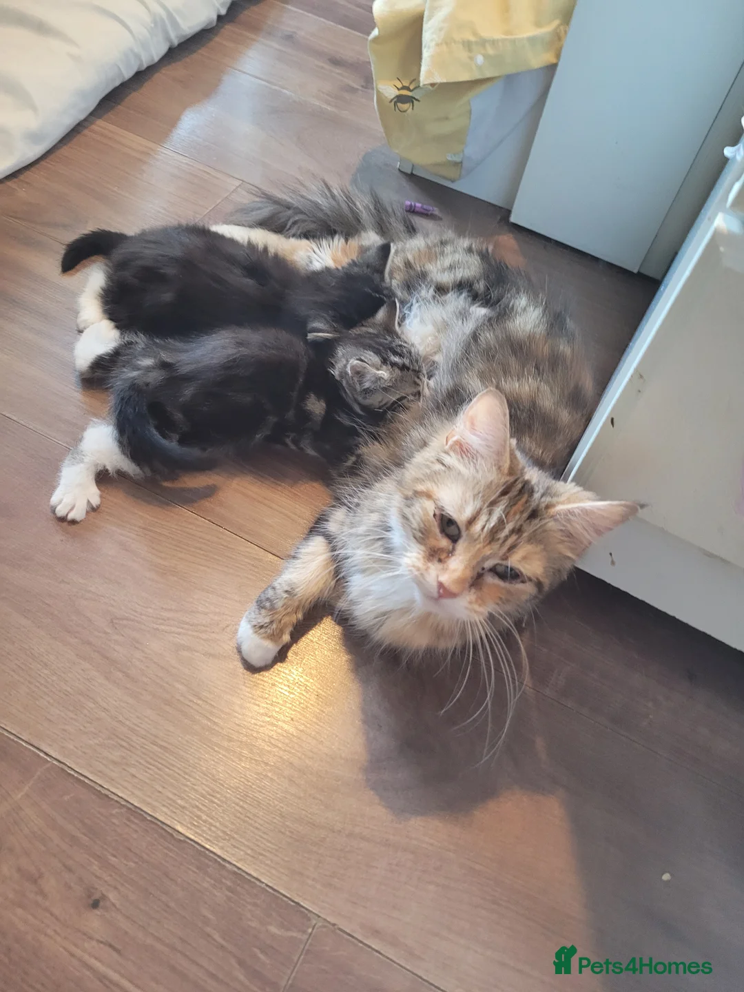 Mixed Breed cats for sale: Two male kittens  in Kidderminster - Advert 1