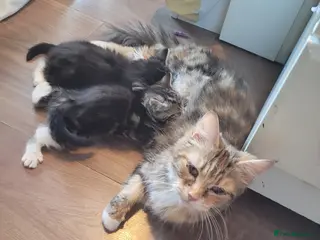 Mixed Breed cats Two male kittens - Advert 1