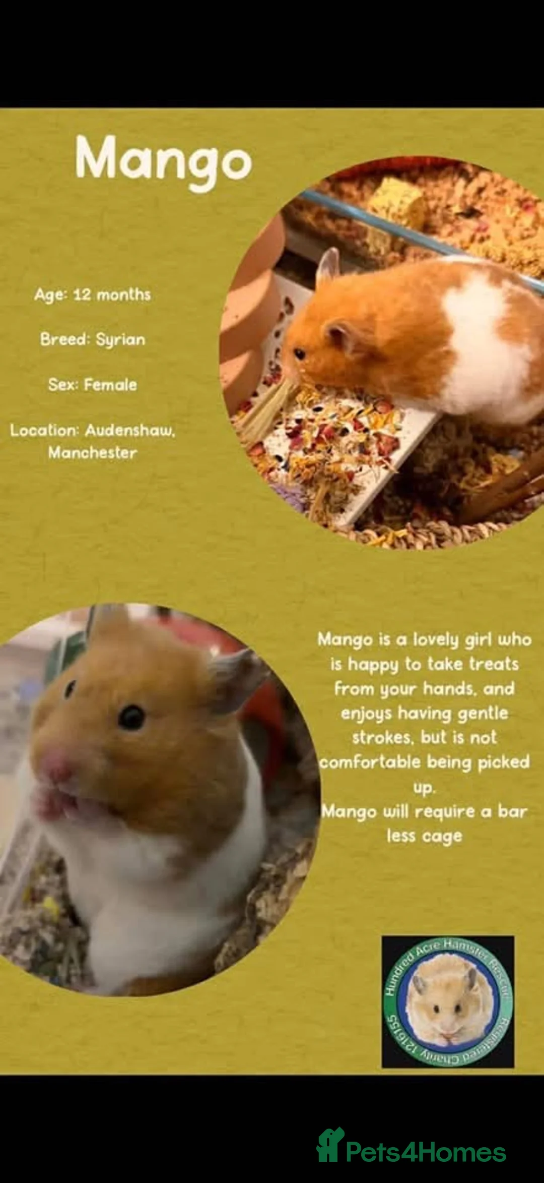 Hamster rodents for sale: Hamsters for adoption  - Advert 2