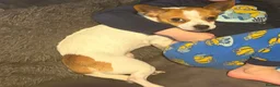 Mixed Breed dogs for sale: Chico  - Advert 3