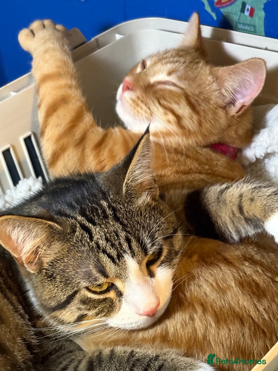 Domestic Shorthair cats for sale: Beautiful 6 month old ginger tabby male. - Advert 8