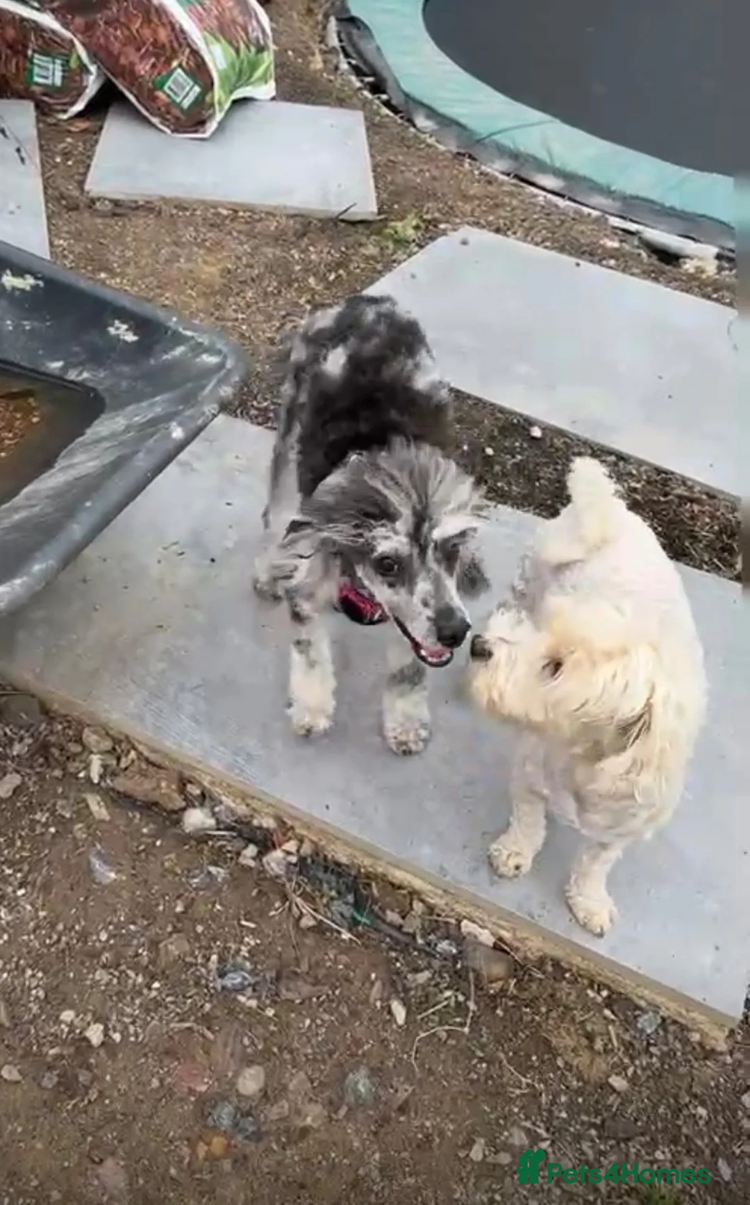 Miniature Poodle dogs for sale: Silver Merle small sized miniature female poodle in Newton Abbot - Advert 7