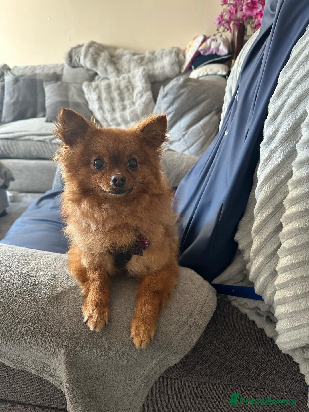 Pomeranian dogs for sale: Adorable 2 Year Old pomeranian  - Image 2