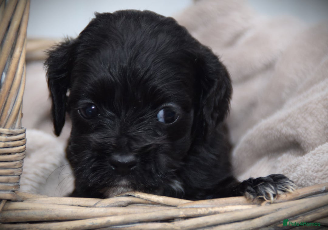 Cockapoo dogs for sale: American cockapoos (yankydoodles)  - Advert 13