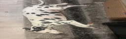 Dalmatian dogs for sale: 🐾 Stunning KC Pedigree Dalmatian Puppies 🐾 - Advert 2