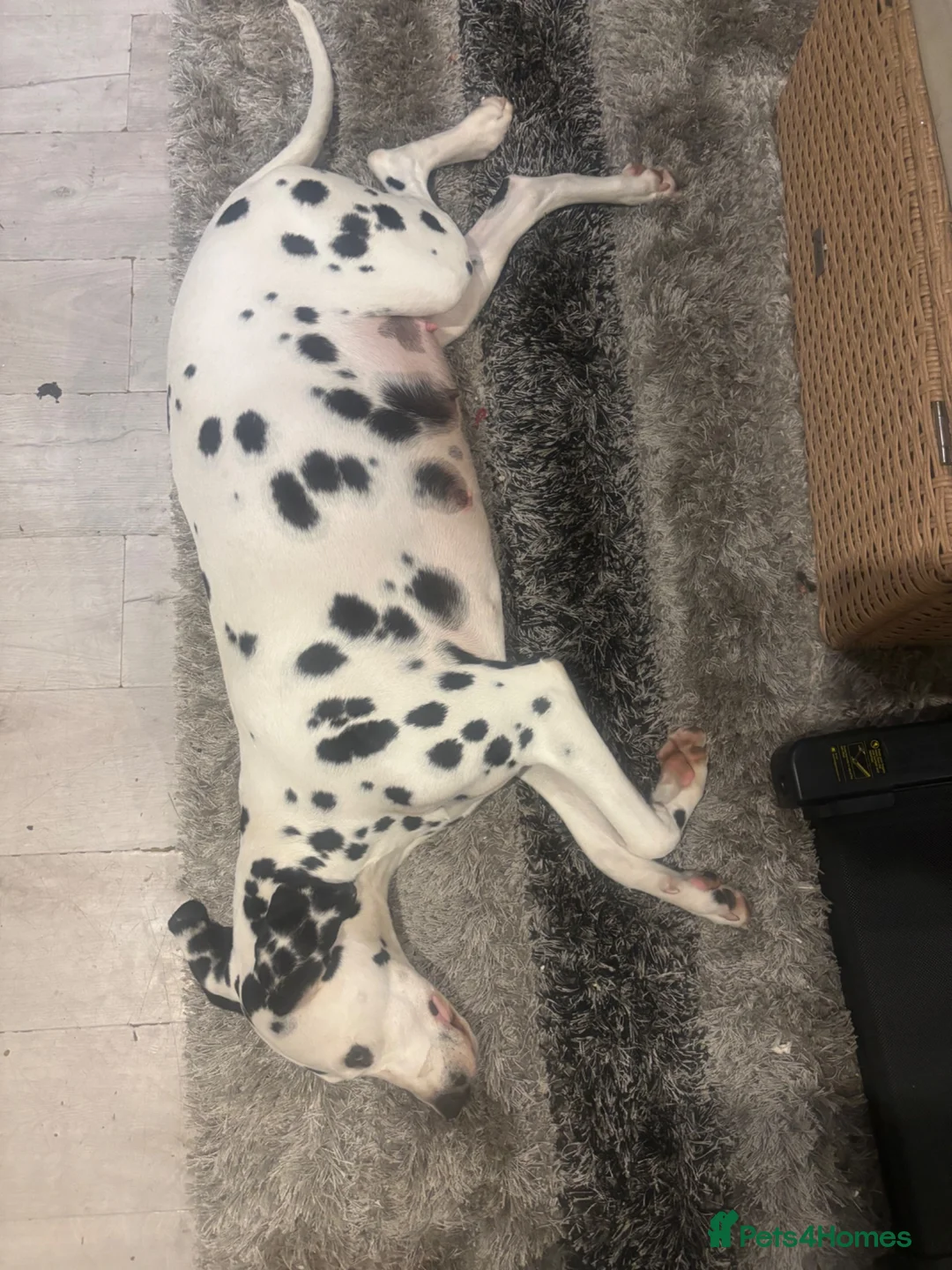 Dalmatian dogs for sale: 🐾 Stunning KC Pedigree Dalmatian Puppies 🐾 - Advert 2