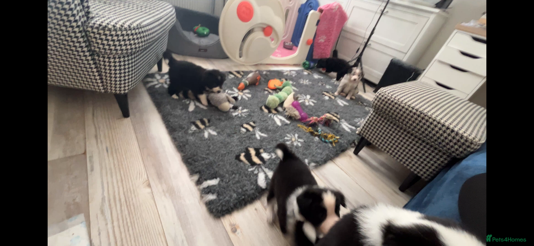Border Collie dogs for sale: ❗️5⭐️ KC DNA tested champions LAST❗️border collie  - Advert 13