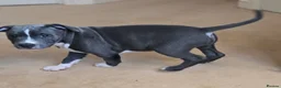 Staffordshire Bull Terrier dogs for sale: BEST OF THE BEST RARE STAFFORDSHIRE BULL TERRIERS - Advert 4