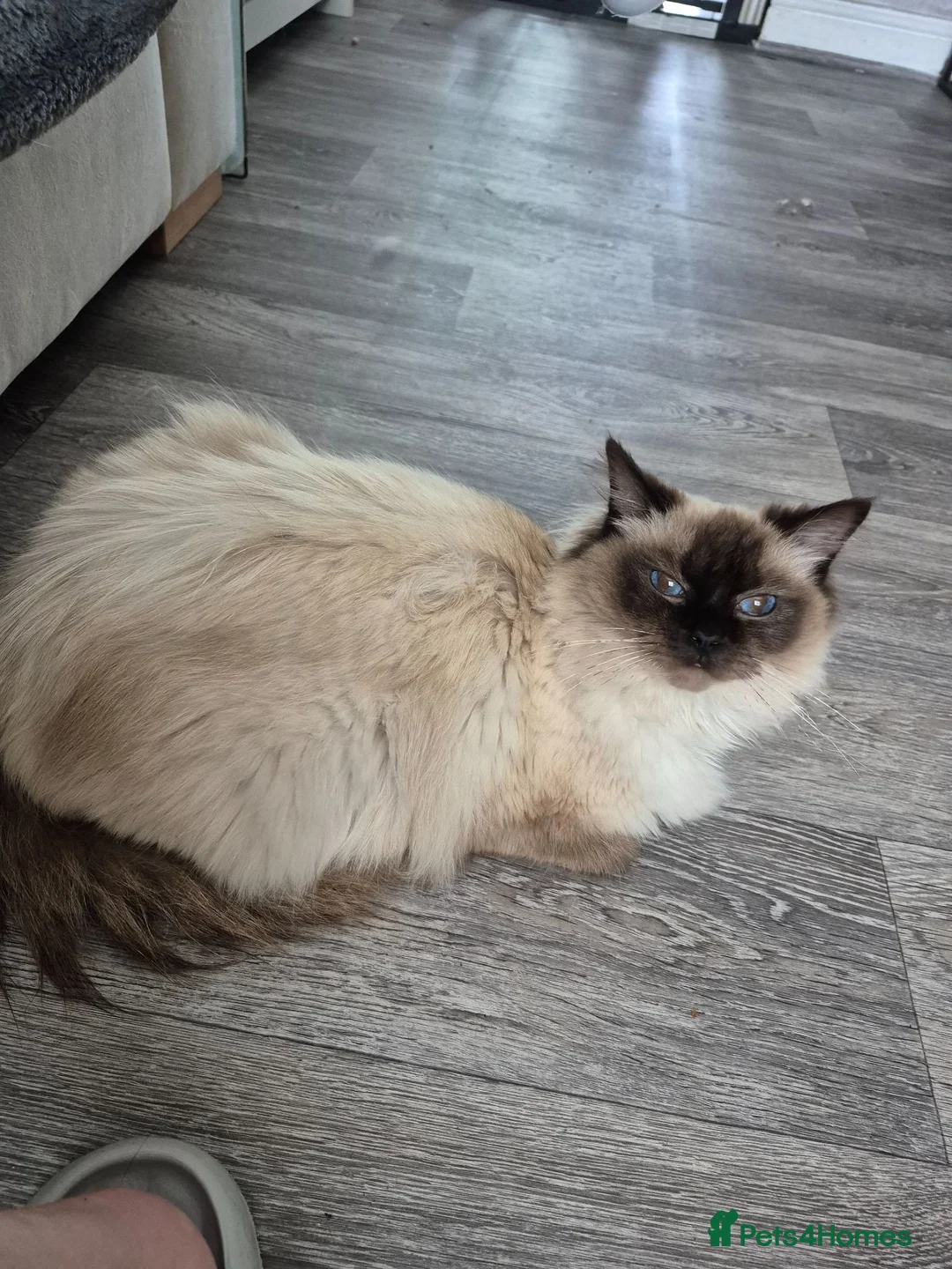 Ragdoll cats for sale: Only Male from first time mummy - Advert 2