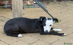 Whippet dogs for sale: Whippet dog pup - Image 4