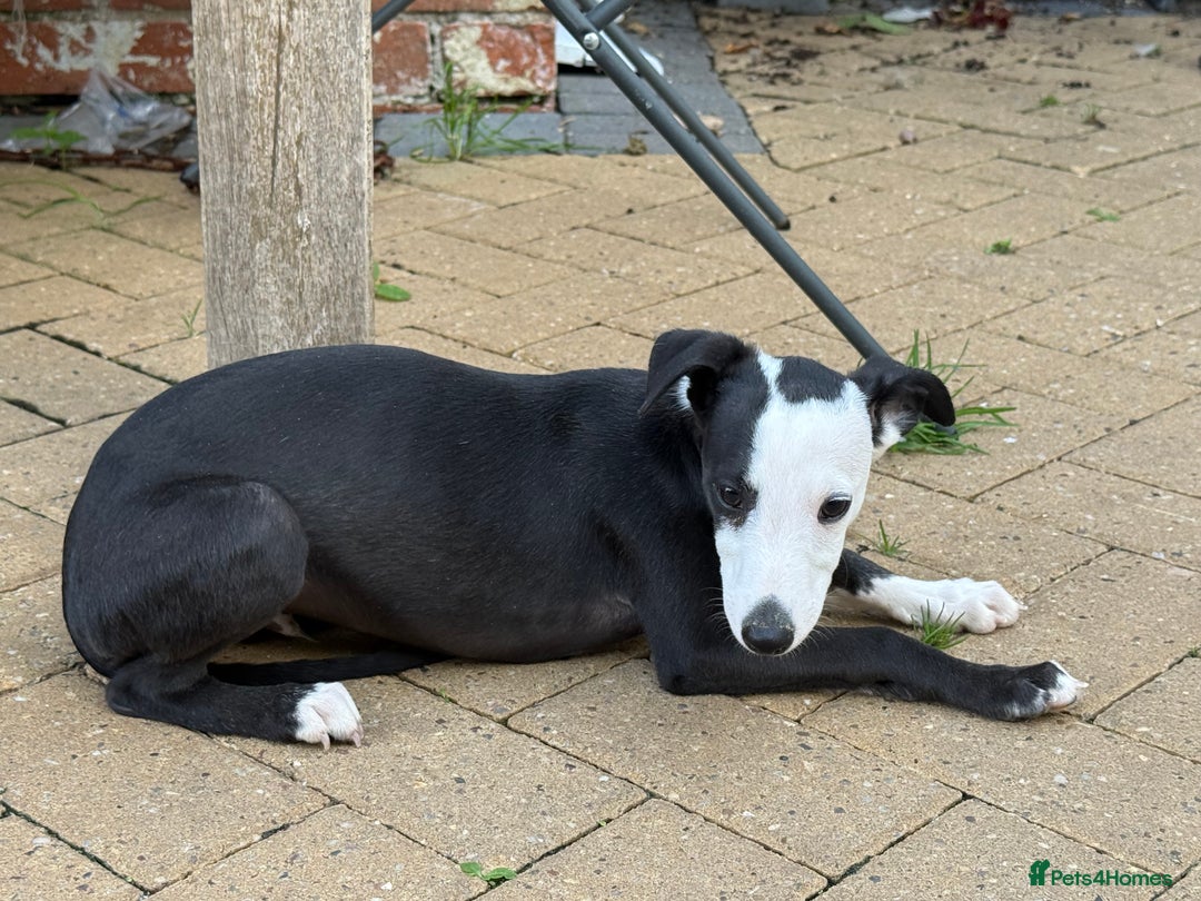 Whippet dogs for sale: Whippet dog pup - Image 4