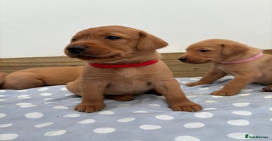 Labrador Retriever dogs - Advert 11