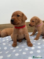 Labrador Retriever dogs - Advert 7